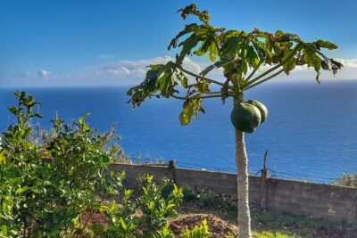 "Re-Canto" Farm-to-Table with Stunning Views at Madeira - The Farm Walk: Gardens You Can See, Ingredients You Help Prepare