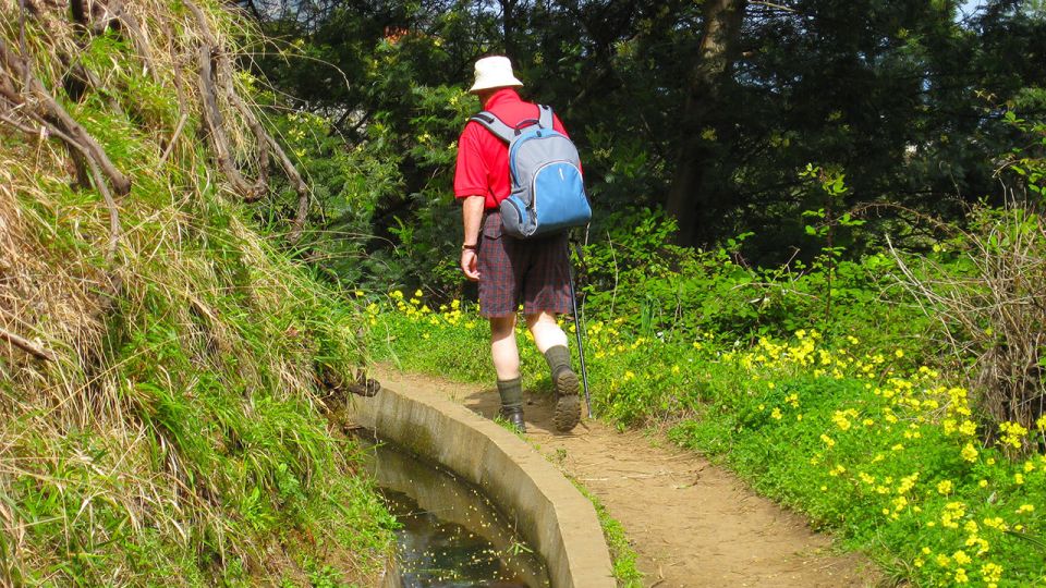 Referta / Castelejo - Levada Walk - Flora and fauna: spotting endemic plants at walking speed