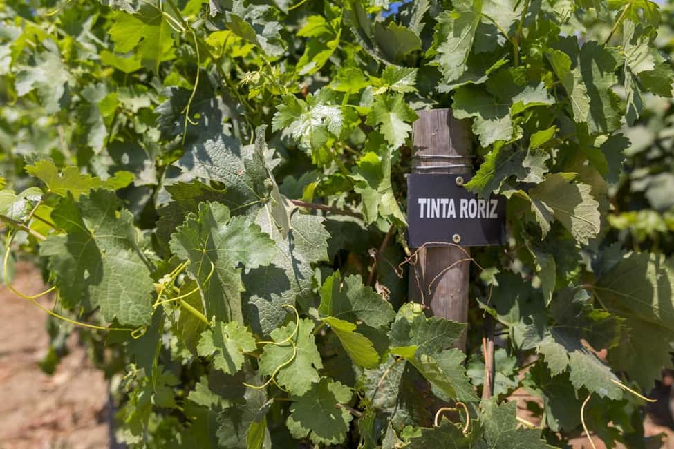 Régua: Wine tasting at a Quinta, traditional lunch, cruise, and train ride - Booking advice: months, sun, and timing hacks