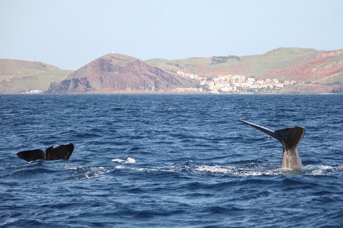 Responsible Whales and/or Dolphins Watching Tour - Key points worth your attention