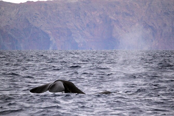 Responsible Whales and/or Dolphins Watching Tour - Madeira from the water: what that first leg is really like