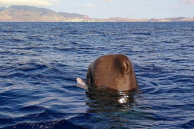 Responsible Whales and/or Dolphins Watching Tour - Responsible watching with marine biologists and real research