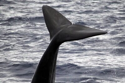 Responsible Whales and/or Dolphins Watching Tour - 99% whale and dolphin spotting: how your time gets used