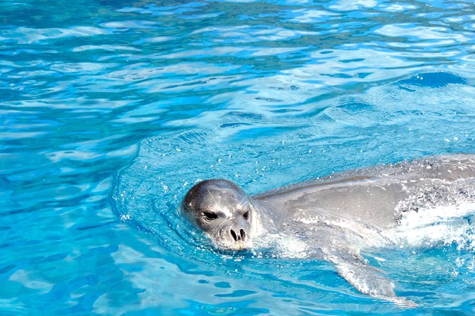 Responsible Whales and/or Dolphins Watching Tour - The high-speed boat reality: comfort, wind, and motion tips