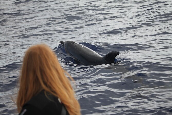 Responsible Whales and/or Dolphins Watching Tour - Who should book Blue Safari Madeira and who should pause