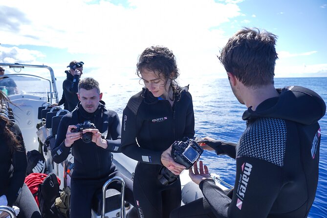 Responsible Whales and/or Dolphins Watching Tour - Should you book this whale and dolphin tour from Funchal?