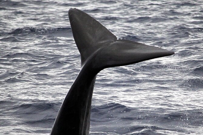 Responsible Whales and/or Dolphins Watching Tour - 99% whale and dolphin spotting: how your time gets used