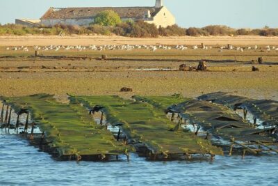 Ria Formosa - Boat trip to the 3 Islands: Armona | Culatra Island | Lighthouse - Stop 1, Ilha do Farol: one hour that sets the tone