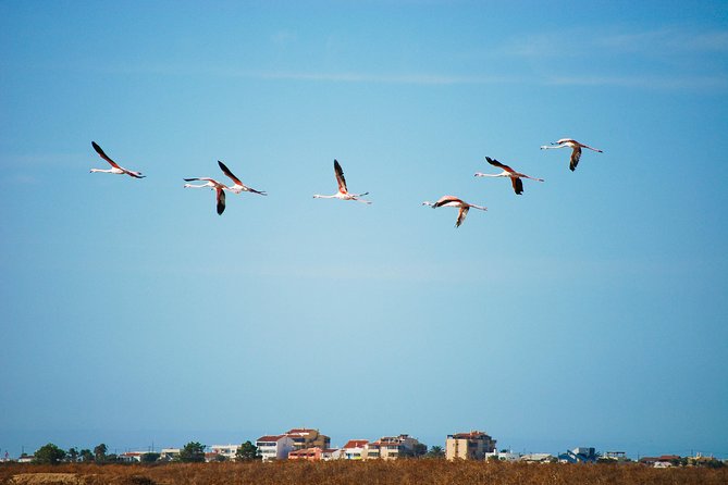 Ria Formosa Natural Park Birdwatching Segway Tour from Faro - Ludo stop: where you scan with purpose, not just sight-seeing
