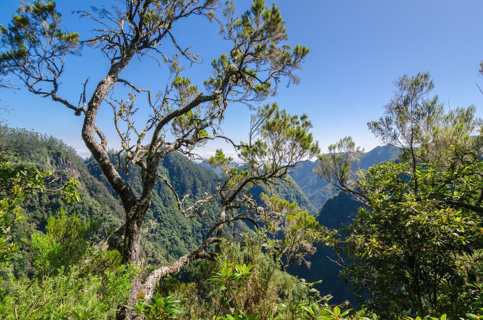 Ribeiro Frio / Portela - Levada Walk - Garden shade to levada path: laurel and heather make the scenery change every step