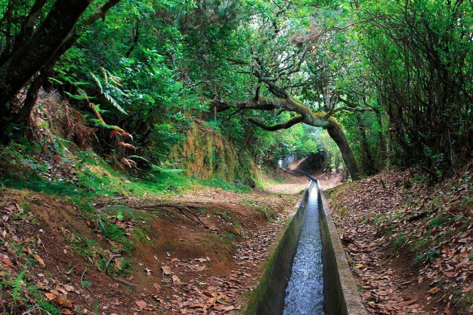 Ribeiro Frio / Portela - Levada Walk - Endemic flora and fauna: what to look for with a guide in your ear