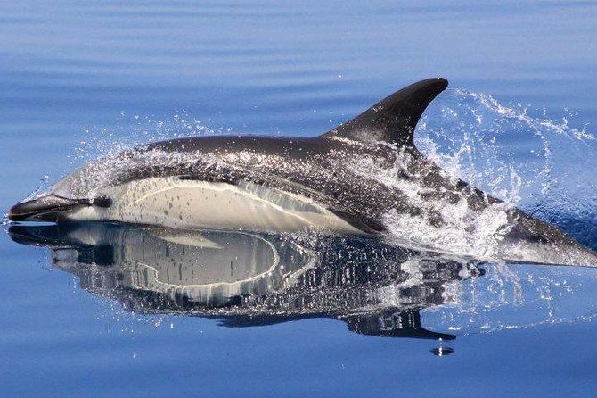 Safari & Boat Tour - Mountains & Dolphins - Stop 1: Zebra Safari 4x4 backcountry driving, farm tastings, and cork