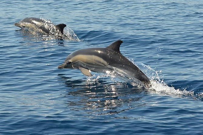 Safari & Boat Tour - Mountains & Dolphins - Who this safari + boat combo suits best