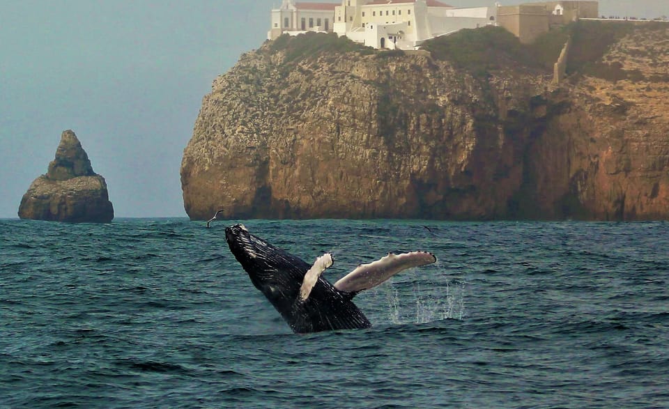 Sagres Wildlife Adventure: Dolphin and Whale Watching Tour - Key things I’d zoom in on