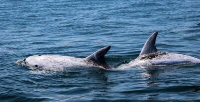 Sagres Wildlife Adventure: Dolphin and Whale Watching Tour - Comfort and safety on a 3-hour boat outing