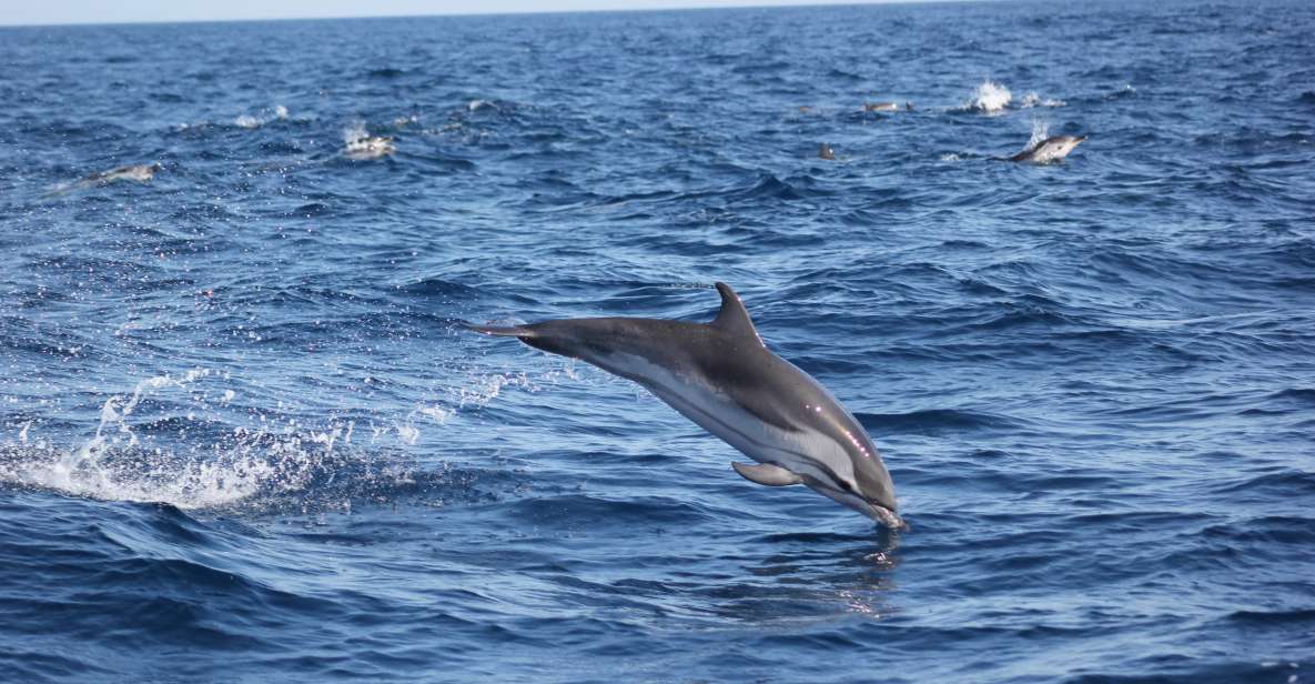 Sagres: Wildlife Tour Dolphins and Caves - Key takeaways before you go