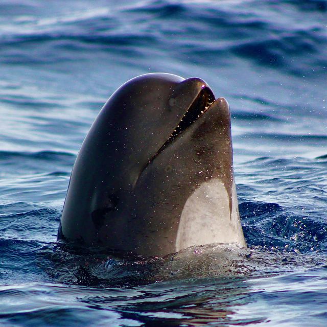 Sagres: Wildlife Tour Dolphins and Caves - Dolphin Watching for Real: What You’re Actually Doing for 2 Hours