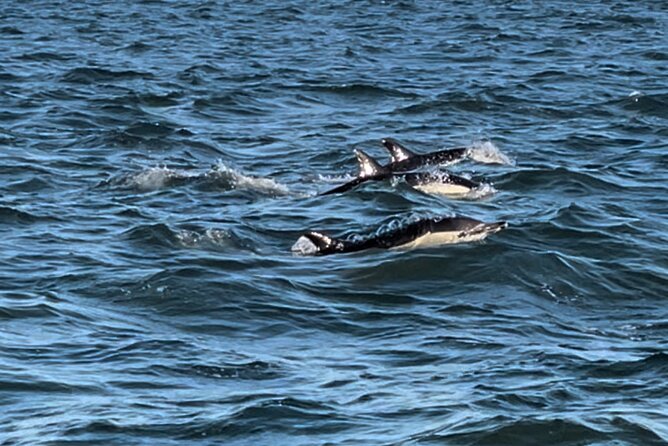 Sailboat Excursion along the Magnificent Tagus River - Price and value: what $46.73 buys you here