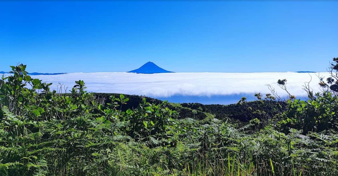 São Jorge: Island, Forest Reserve & Fajãs Guided Tour - Coffee plantation: Europe’s first, and why the process matters