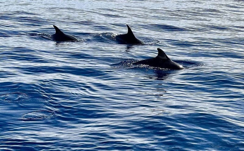 São Miguel, Azores: Whale and Dolphin Watching Tour - Key things to know before you go