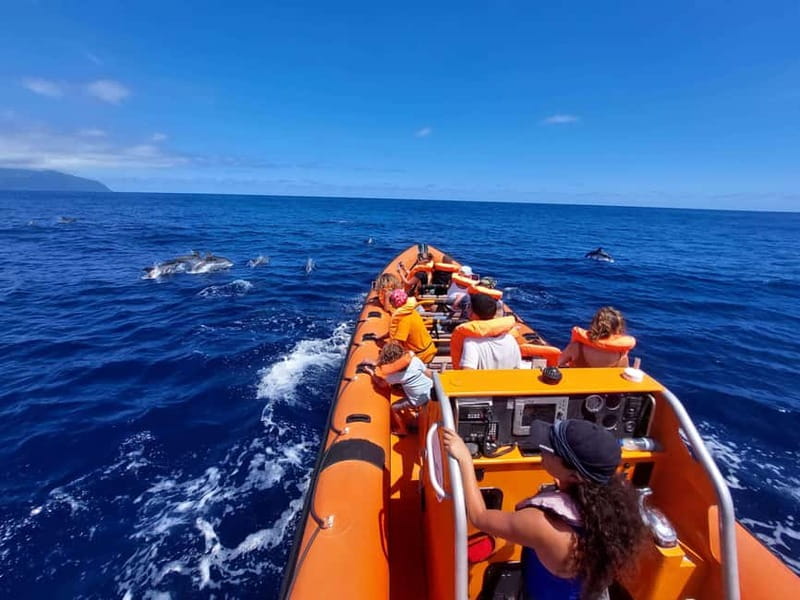 São Miguel, Azores: Whale and Dolphin Watching Tour - Why São Miguel is such a strong whale-watching base
