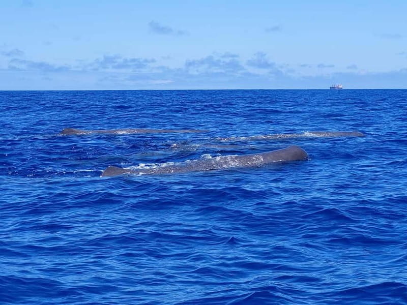 São Miguel, Azores: Whale and Dolphin Watching Tour - Catamaran vs RIB: pick the boat that matches your stomach