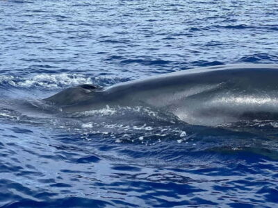 São Miguel, Azores: Whale and Dolphin Watching Tour - The 3.5-hour rhythm: what the time at sea is really like