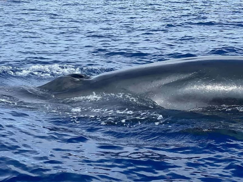 São Miguel, Azores: Whale and Dolphin Watching Tour - The 3.5-hour rhythm: what the time at sea is really like