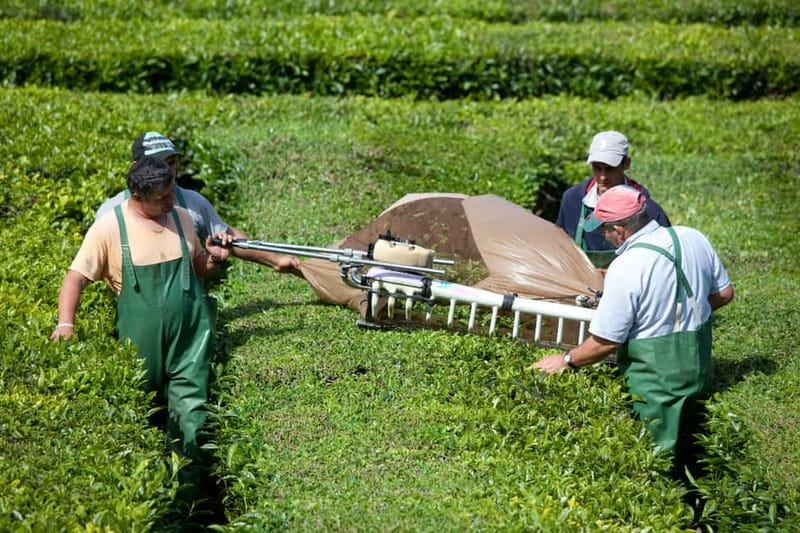 São Miguel: Furnas Volcano & Tea Plantation Tour with Lunch - Price and logistics: Is this $83 day trip good value?