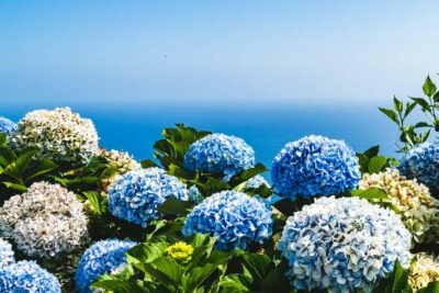 São Miguel island: 2-Day Tour, East & West Island Highlights - Pickup, Timing, and Why It Shapes Your Day