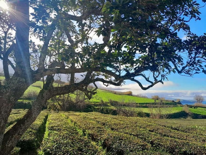 São Miguel island: 2-Day Tour, East & West Island Highlights - What the Guides Actually Add (Carlos, Andrea, Raphael, John, Pedro…)