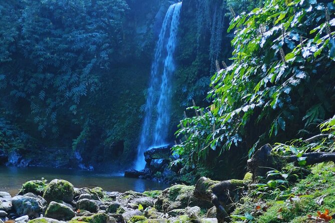 São Miguel: Majestic North Tour (Local Lunch Incl.) - Quick takeaways for São Miguel’s Majestic North Tour
