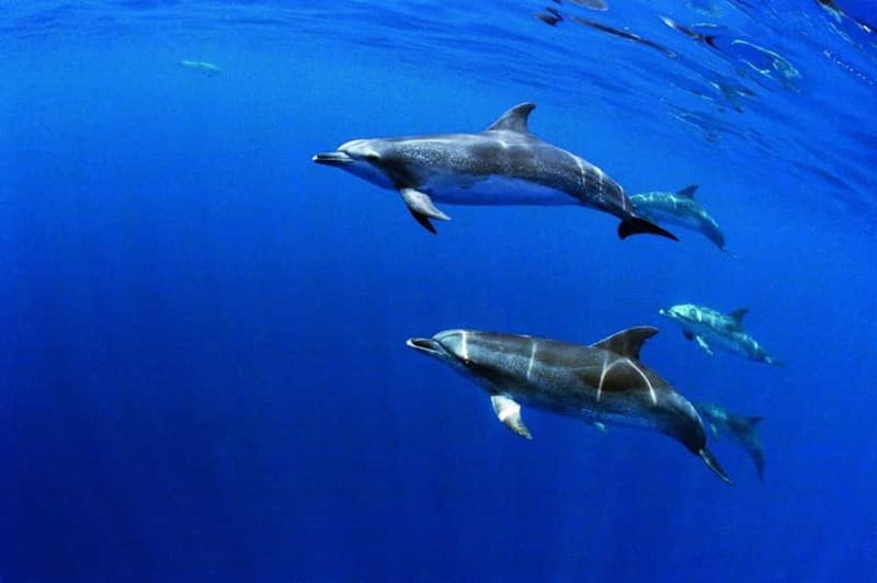 São Miguel: Swim with Wild Dolphins in the Open Ocean - Wild Dolphins on São Miguel: Why This Feels So Special