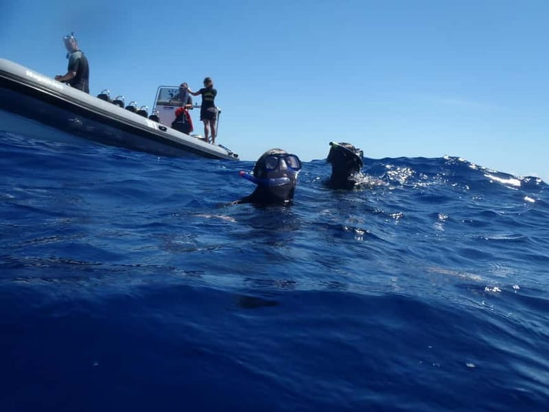 São Miguel: Swim with Wild Dolphins in the Open Ocean - Marina Pêro de Teive Start: What the First 10 Minutes Are Really For