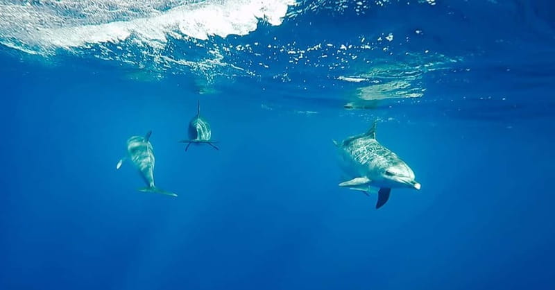 São Miguel: Swim with Wild Dolphins in the Open Ocean - Entering the Water Like a Pro: How the Crew Keeps It Respectful