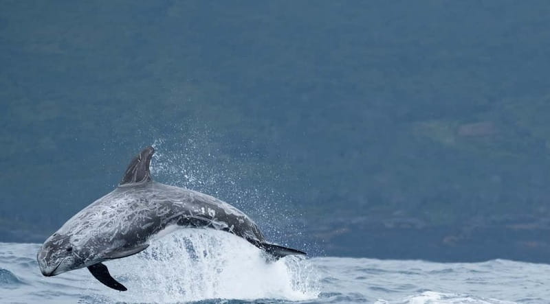 São Miguel: Swim with Wild Dolphins in the Open Ocean - What You’ll Actually See: Dolphins Up Close, Plus Big Bonus Wildlife