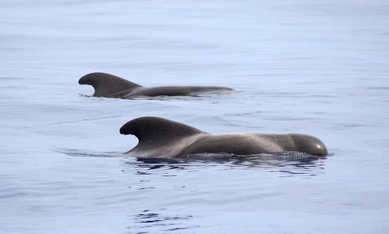 São Miguel: Swim with Wild Dolphins in the Open Ocean - Dolphin Safety Rules That Protect the Experience for Everyone