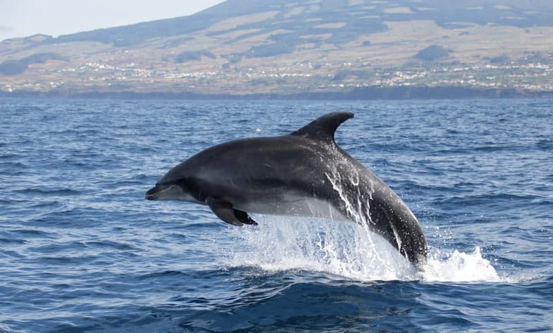 São Miguel: Swim with Wild Dolphins in the Open Ocean - Duration and Flow: The 2.5 Hours Won’t Feel Random