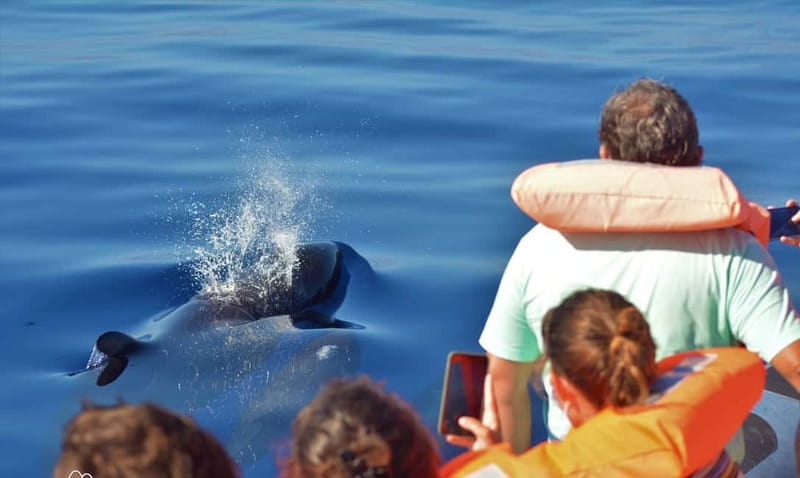 São Miguel: Swim with Wild Dolphins in the Open Ocean - Price and Value: Is $176 Worth It for São Miguel?