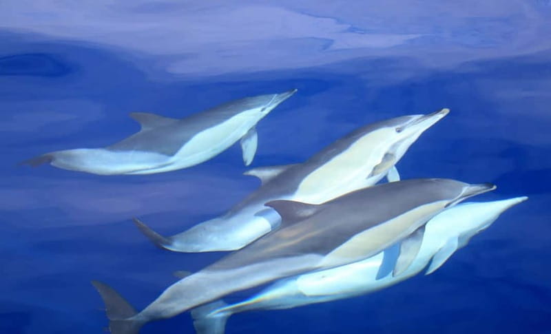 São Miguel: Swim with Wild Dolphins in the Open Ocean - Fast RIB Ride Out: The Part That Catches People Off Guard