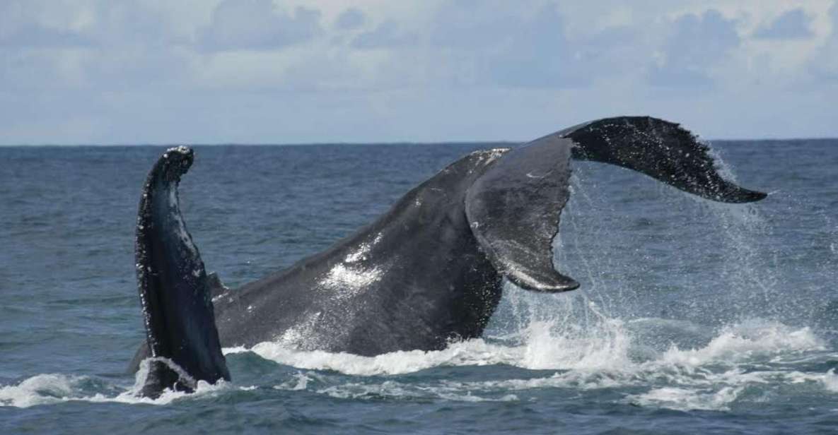 São Miguel: Whales & Volcano Full-Day Tour with Lunch - What to do when the ocean doesn’t cooperate