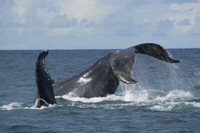 São Miguel: Whales & Volcano Full-Day Tour with Lunch - 3 hours of whale watching: what you’re actually looking for