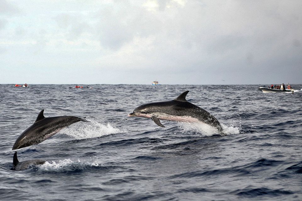 São Miguel: Whales & Volcano Full-Day Tour with Lunch - Lunch at the marina: included, but timing can tighten