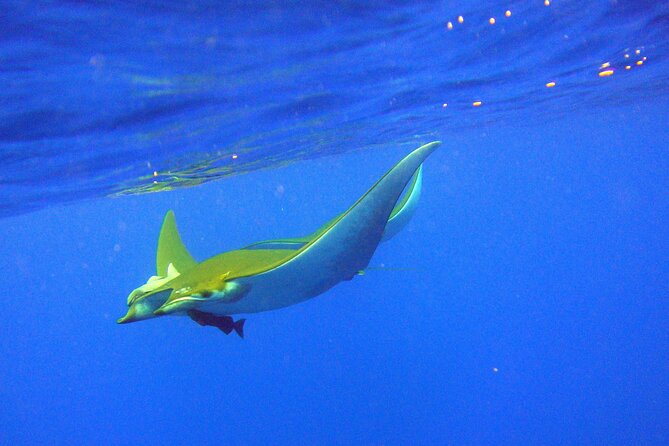 Scuba Diving - Vila Franca do Campo Is the Right Launch Point for Your Atlantic Time