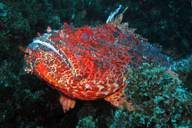 Scuba Diving - Underwater Spots on the South Coast: Conditions Change, So Stay Flexible