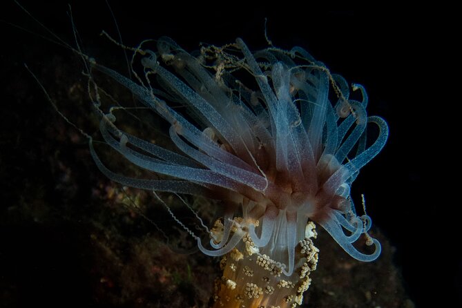 Scuba Diving Albufeira-Double Dive Trip - Two underwater sessions by boat: how the day flows