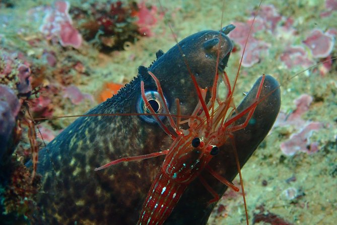 Scuba Diving Albufeira-Double Dive Trip - What you might see off Albufeira: reef life, temps, and visibility
