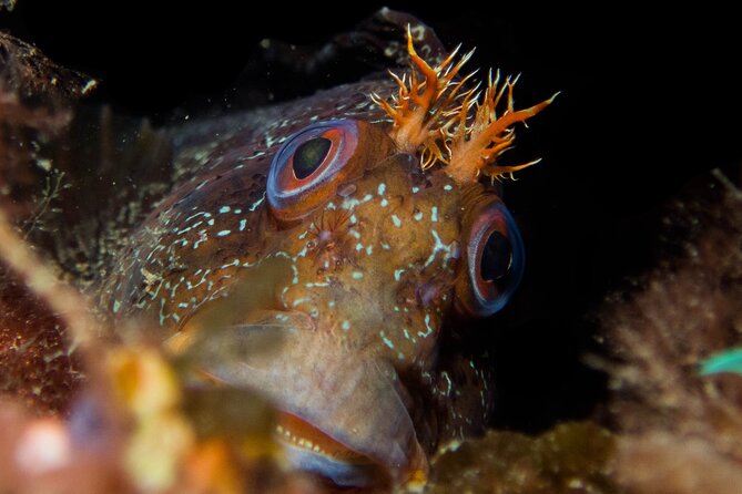 Scuba Diving Albufeira-Double Dive Trip - Price and value: what you’re paying for in real terms