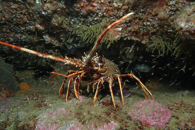 Scuba Diving Albufeira-Double Dive Trip - Who this suits best (and who should skip it)