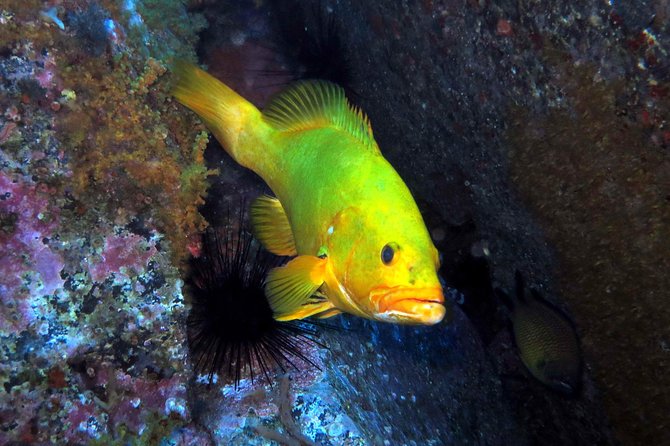 Scuba Diving Experience in Madeira - Funchal’s First-Scuba Setup: Built for Beginners Who Want the Real Thing